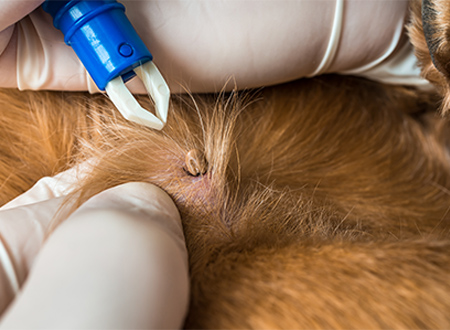 close up of tick removal from dog’s fur