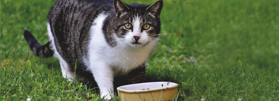 cat in grass with food bowl