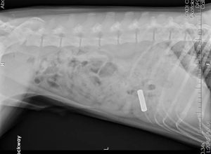 xray showing swollen battery in dog 