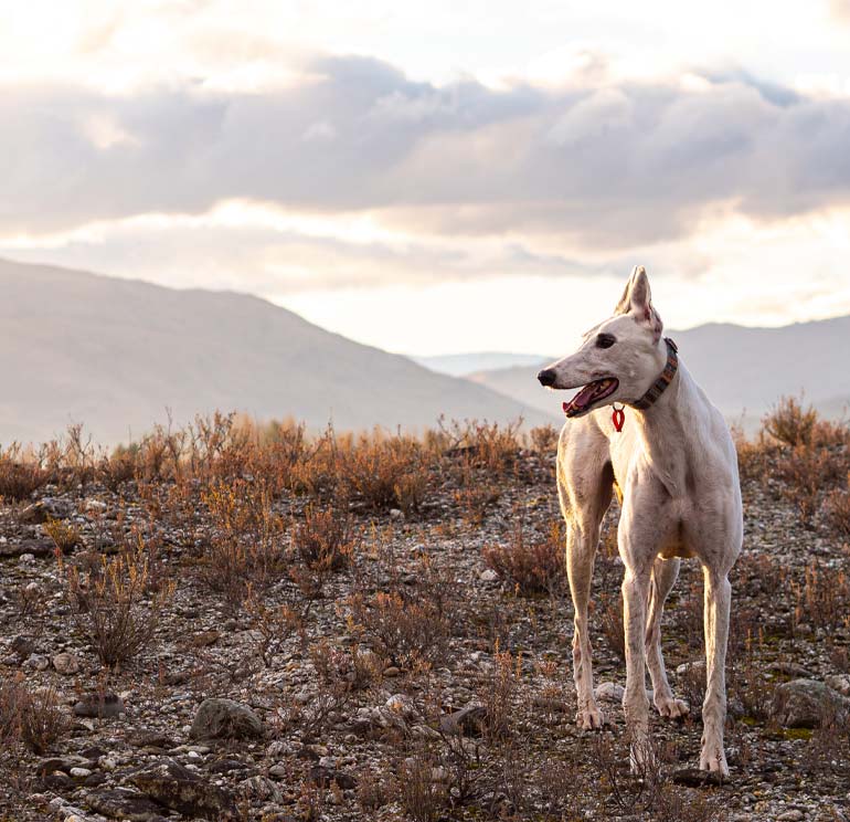 dog looking left