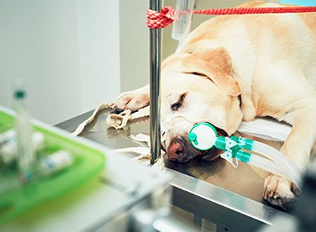 dog under anaesthesia at pet hospital