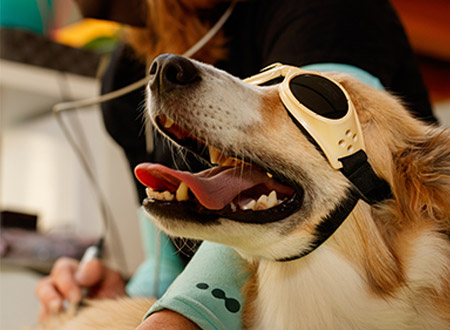 dog wearing protective eye goggles and receiving laser therapy treatment