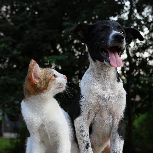 dog and cat sitting by treee